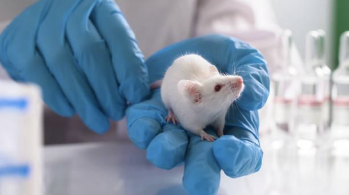 Animal Product Testing in China Decoded